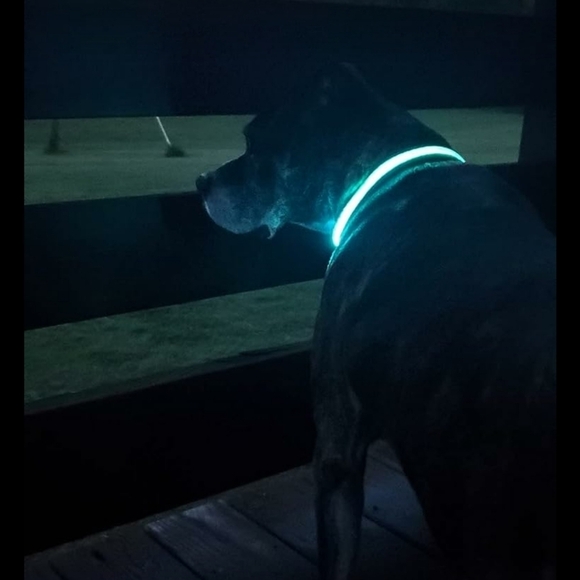 Mutovlin Light Up Bluetooth APP Multiple RGB Colors Led Dog Collar Size Large - Picture 7 of 12